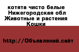 котята чисто белые - Нижегородская обл. Животные и растения » Кошки   